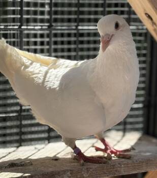 Rooibos -  Pigeon Bird for Adoption in Oakland, California - Rooibos | PetCurious