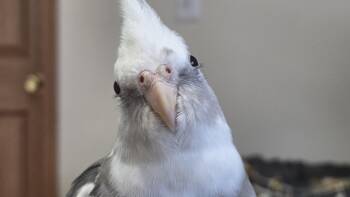 Pearl (Eagle River) -  Cockatiel Bird for Adoption in Anchorage, Alaska - Pearl (Eagle River) | PetCurious