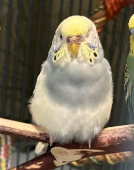LILAC -  Parakeet Bird for Adoption in Dedham, Massachusetts - LILAC | PetCurious
