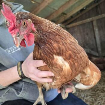 Chicken Birds Available for Adoption in Quakertown, Pennsylvania - Yolko Ono | PetCurious