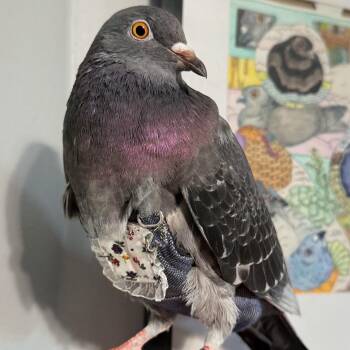 Gilliflower -  Pigeon Bird for Adoption in Chicago, Illinois - Gilliflower | PetCurious