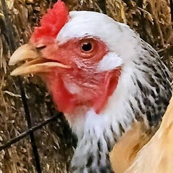 Deli -  Chicken Bird for Adoption in Fairport, New York - Deli | PetCurious