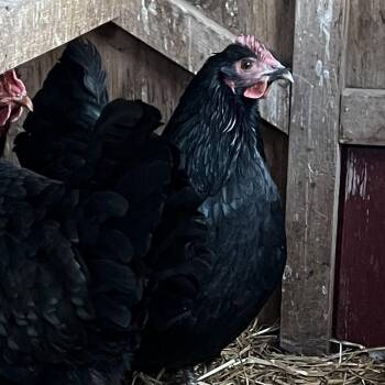 Chicken Birds Available for Adoption - Louella | PetCurious