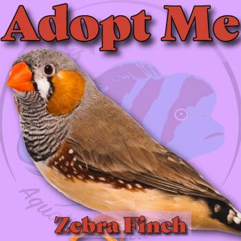 Finch Birds Available for Adoption - Zebra Finch | PetCurious