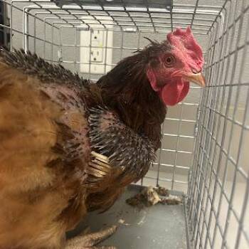 Chicken Birds Available for Adoption - CLUCK CLUCK | PetCurious