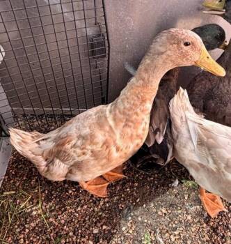 Frodo -  Duck Bird for Adoption in Golden, Colorado - Frodo | PetCurious
