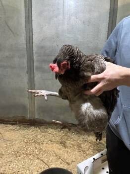 NORA* -  Chicken Bird for Adoption in Santa Cruz, California - NORA* | PetCurious