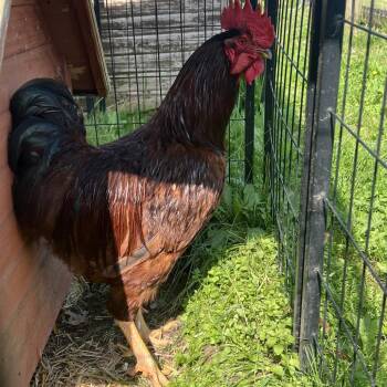 Clifford -  Chicken Bird for Adoption in Quakertown, Pennsylvania - Clifford | PetCurious