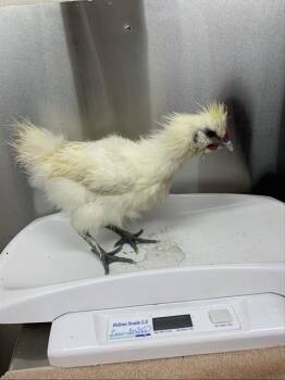 HYDE -  Chicken Bird for Adoption in Fairbanks, Alaska - HYDE | PetCurious
