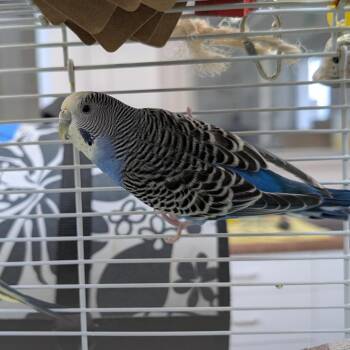 Parakeet Birds Available for Adoption in Kanab, Utah - Pudge | PetCurious