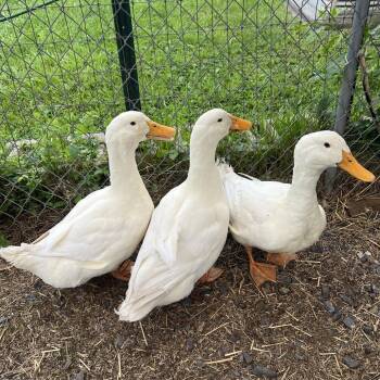 Louie -  Duck Bird for Adoption in Quakertown, Pennsylvania - Louie | PetCurious