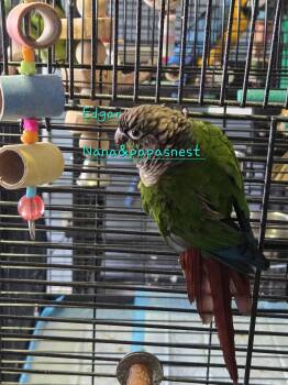 Conure Birds Available for Adoption in Wakefield, Virginia - Edgar | PetCurious