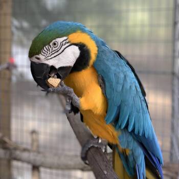 Macaw Birds Available for Adoption in Freeport, Florida - Bubba | PetCurious