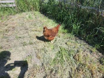 Chicken Birds Available for Adoption in Santa Cruz, California - TAYLOR | PetCurious