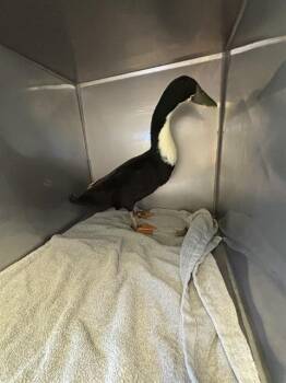 SWEEDEY -  Duck Bird for Adoption in Santa Cruz, California - SWEEDEY | PetCurious