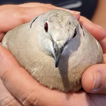 Flewdini (Local Midwest Adoption Only) -  Dove Bird for Adoption in Chicago, Illinois - Flewdini (Local Midwest Adoption Only) | PetCurious
