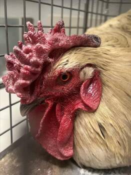 Chicken Birds Available for Adoption - BIG RED | PetCurious