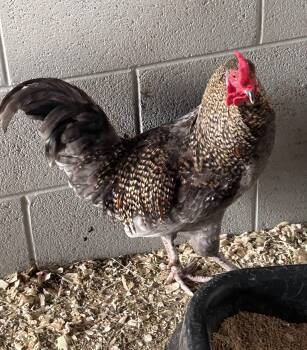 Otto (ID 52919) -  Chicken Bird for Adoption in Manassas, Virginia - Otto (ID 52919) | PetCurious