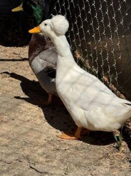 BILLIAM -  Duck Bird for Adoption in Salinas, California - BILLIAM | PetCurious