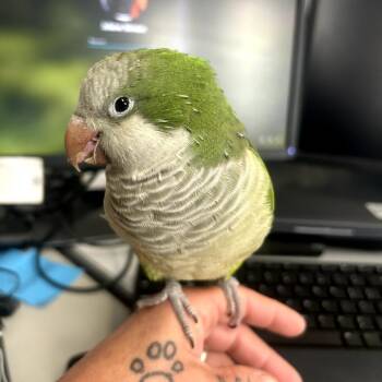 Oatmeal M11674 -  Parakeet Bird for Adoption - Oatmeal M11674 | PetCurious