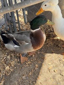 QUACK SPARROW -  Duck Bird for Adoption in Salinas, California - QUACK SPARROW | PetCurious