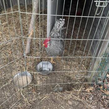 Chicken Birds Available for Adoption in Vineland, New Jersey - Maui | PetCurious