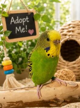 Parakeet Birds Available for Adoption - PICKLES | PetCurious