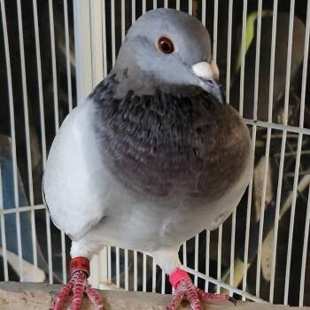 Champ -  Pigeon Bird for Adoption in Chicago, Illinois - Champ | PetCurious