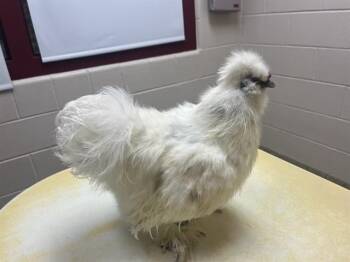 CJ -  Chicken Bird for Adoption in Colorado Springs, Colorado - CJ | PetCurious