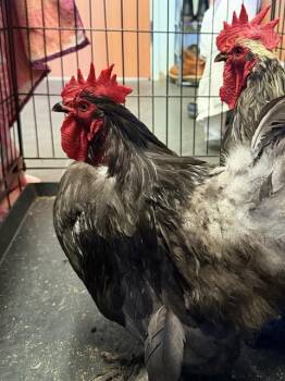 A333798 -  Chicken Bird for Adoption in Santa Cruz, California - A333798 | PetCurious