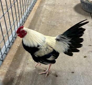 Chicken Birds Available for Adoption in Union, Missouri - SANTINO | PetCurious