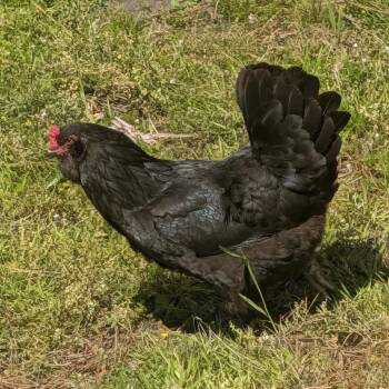 Chicken Birds Available for Adoption in Newport, North Carolina - Ebony | PetCurious