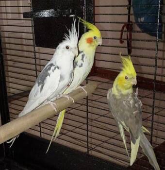 Cockatiel Birds Available for Adoption in Pittsburgh, Pennsylvania - Kendall  (grey Yellow Yellow Head) BTR | PetCurious