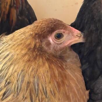 109181 -  Chicken Bird for Adoption in Las Cruces, New Mexico - 109181 | PetCurious