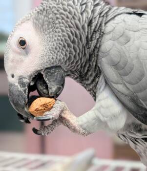African Grey Birds Available for Adoption - Bixby | PetCurious