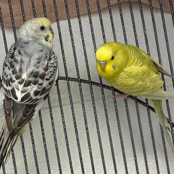 Parakeet Birds Available for Adoption in Dayton, Ohio - Duc | PetCurious
