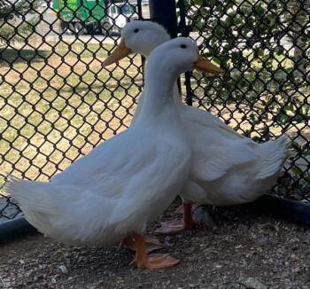 Duck Birds Available for Adoption in Golden, Colorado - Clumsy | PetCurious