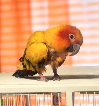 Conure Birds Available for Adoption - Ollie | PetCurious