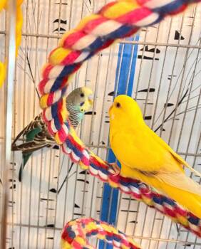 Budgie Budgerigar Birds Available for Adoption in Ballwin, Missouri - Sky | PetCurious