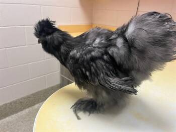 DJ -  Chicken Bird for Adoption in Colorado Springs, Colorado - DJ | PetCurious