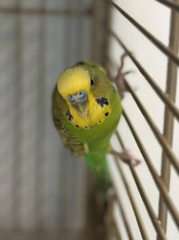 Parakeet Birds Available for Adoption in Stafford, Virginia - Rio  | PetCurious