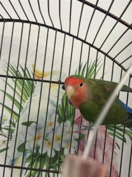 Colori -  Lovebird Bird for Adoption in Montreal, Quebec - Colori | PetCurious