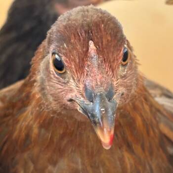 109180 -  Chicken Bird for Adoption in Las Cruces, New Mexico - 109180 | PetCurious