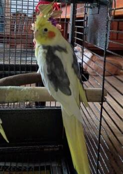 Cockatiel Birds Available for Adoption in Pittsburgh, Pennsylvania - Carlos (White & Grey) BTR | PetCurious