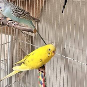 Parakeet #6 -  Parakeet Bird for Adoption in Wheaton, Illinois - Parakeet #6 | PetCurious