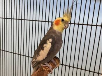 JC -  Cockatiel Bird for Adoption in Woodbury, Minnesota - JC | PetCurious