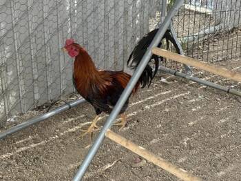 Chicken Birds Available for Adoption in Ontario, California - JERRY | PetCurious