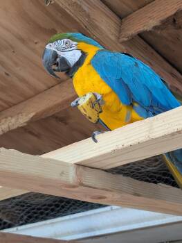 Clyde M Blue &Gold Macaw Special Needs - Coming Soon -  Macaw Bird for Adoption in Vancouver, Washington - Clyde M Blue &Gold Macaw Special Needs - Coming Soon | PetCurious