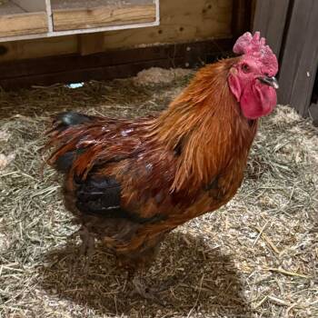 Red -  Chicken Bird for Adoption in Cheyenne, Wyoming - Red | PetCurious