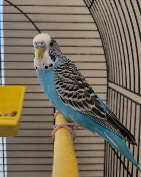 Azul -  Parakeet Bird for Adoption in Delson, Quebec - Azul | PetCurious